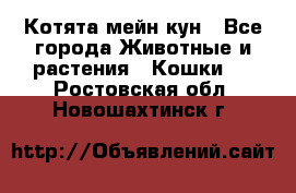 Котята мейн кун - Все города Животные и растения » Кошки   . Ростовская обл.,Новошахтинск г.